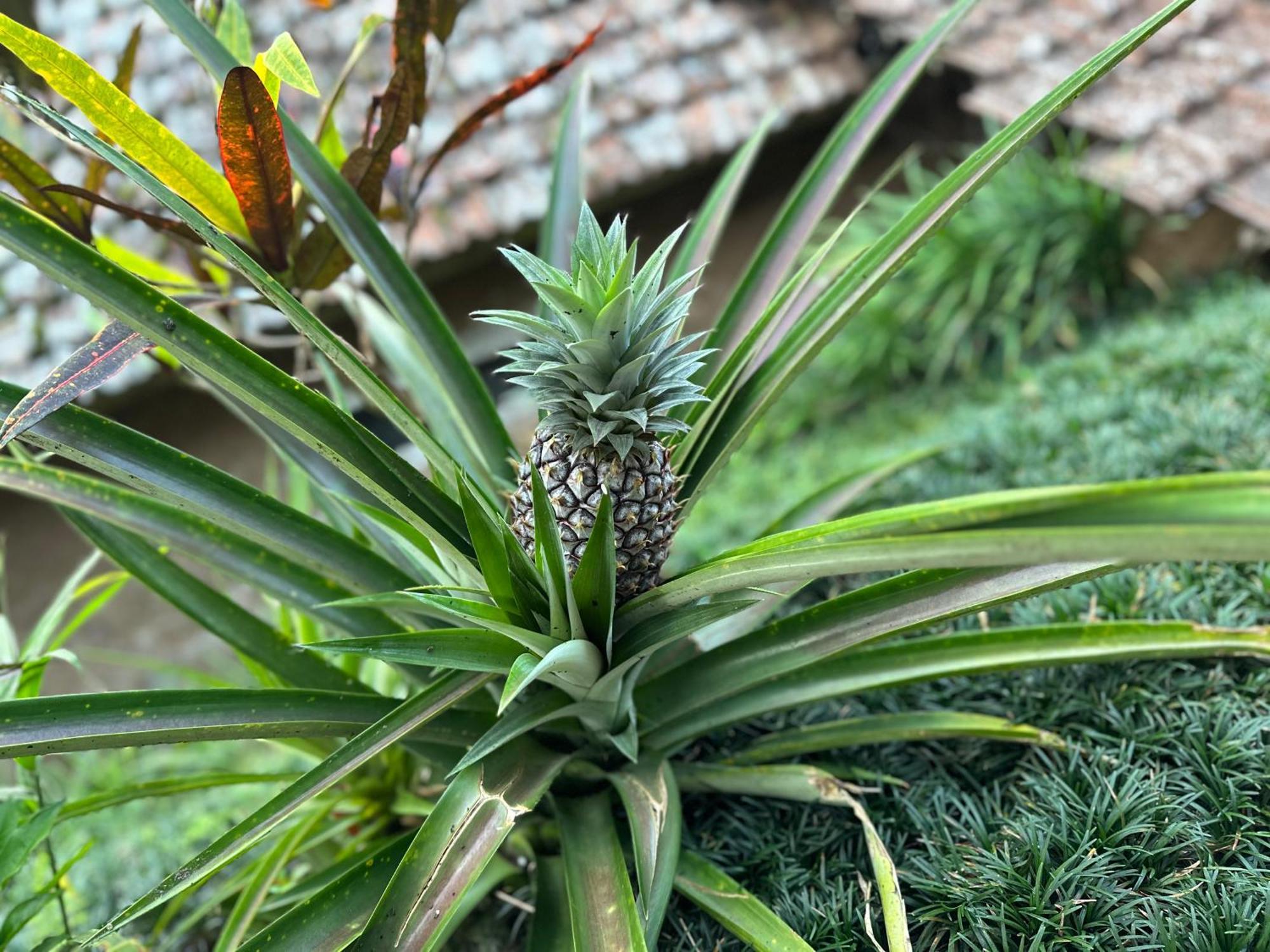 Oemah Tepi Sawah Villa Jatiluwih Luaran gambar