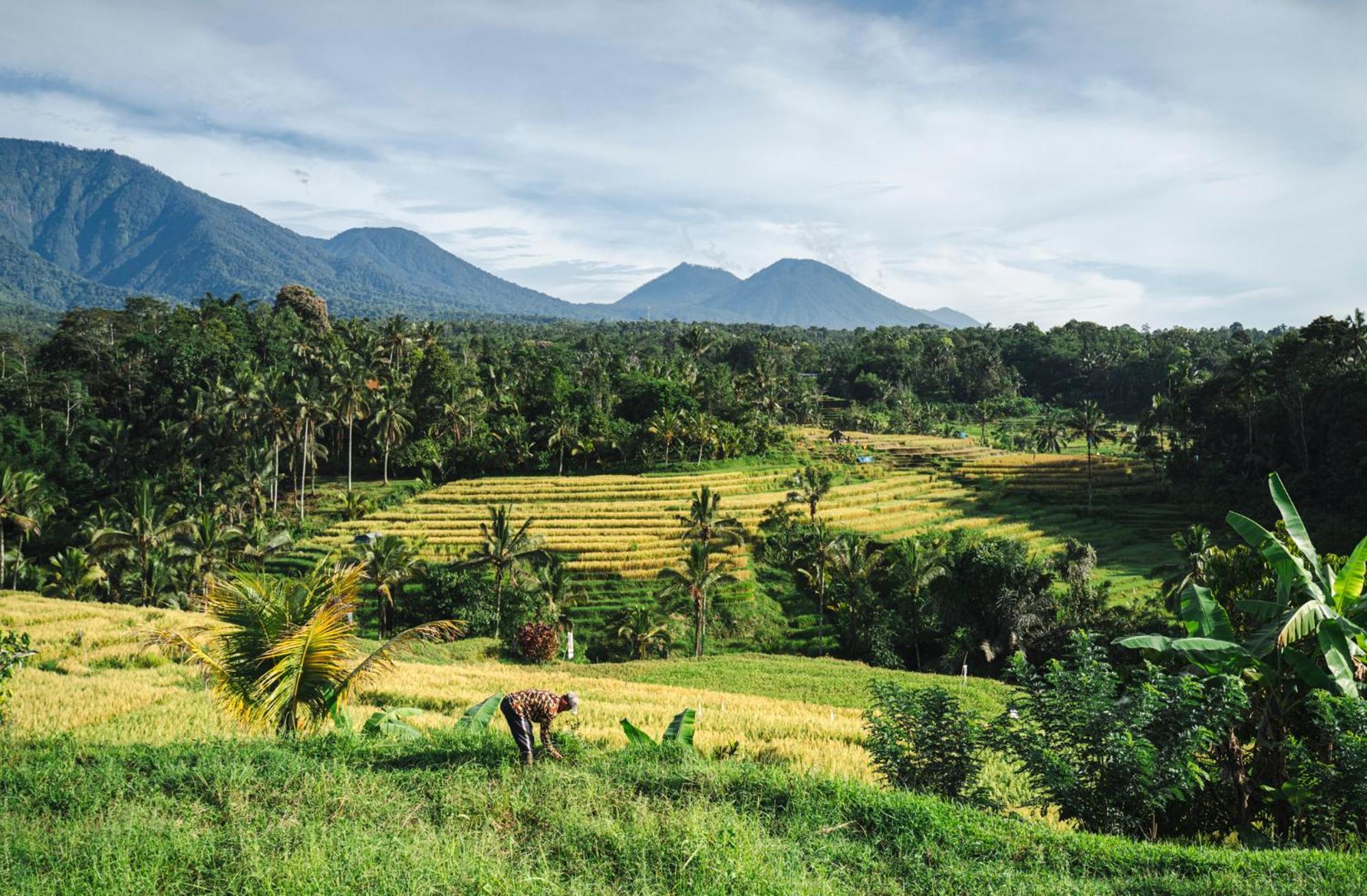 Oemah Tepi Sawah Villa Jatiluwih Luaran gambar
